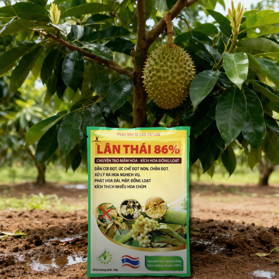 AI4 - Lân Thái 86 (HT)