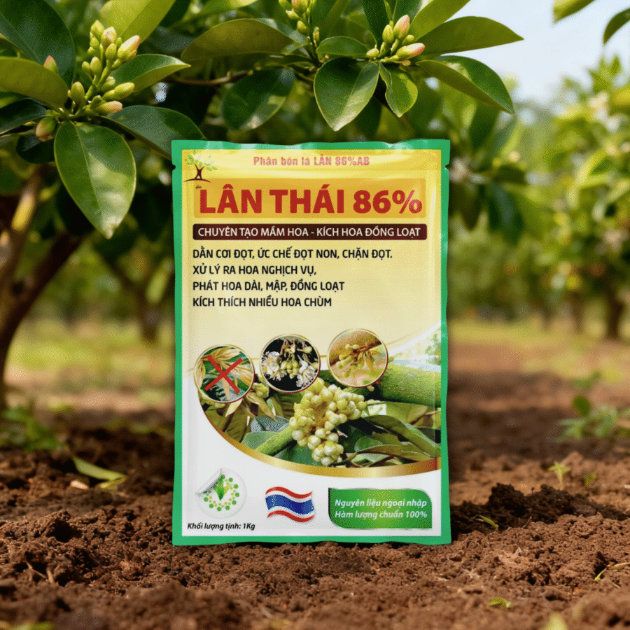 AI1 - Lân Thái 86 (HT)
