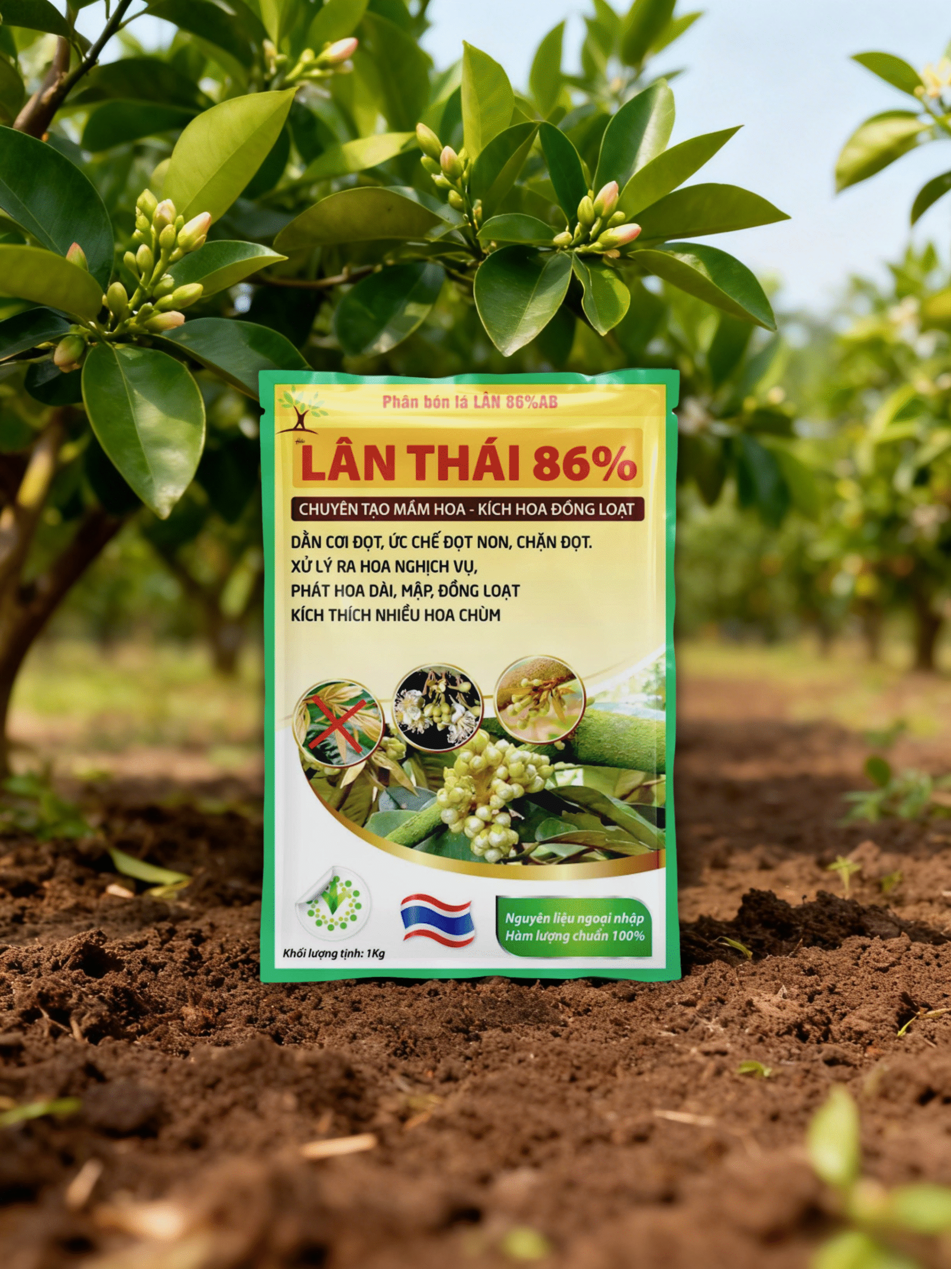 AI1 - Lân Thái 86 (HT)