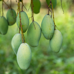Sản Phẩm Chuyên Xoài