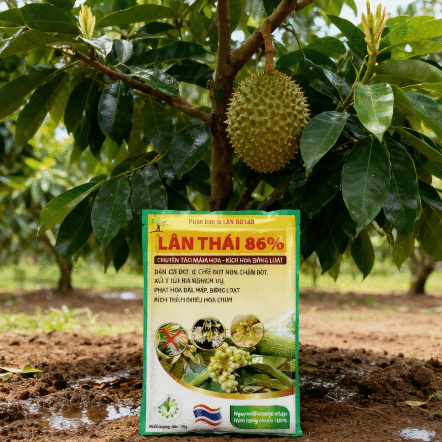 AI3 - Lân Thái 86%