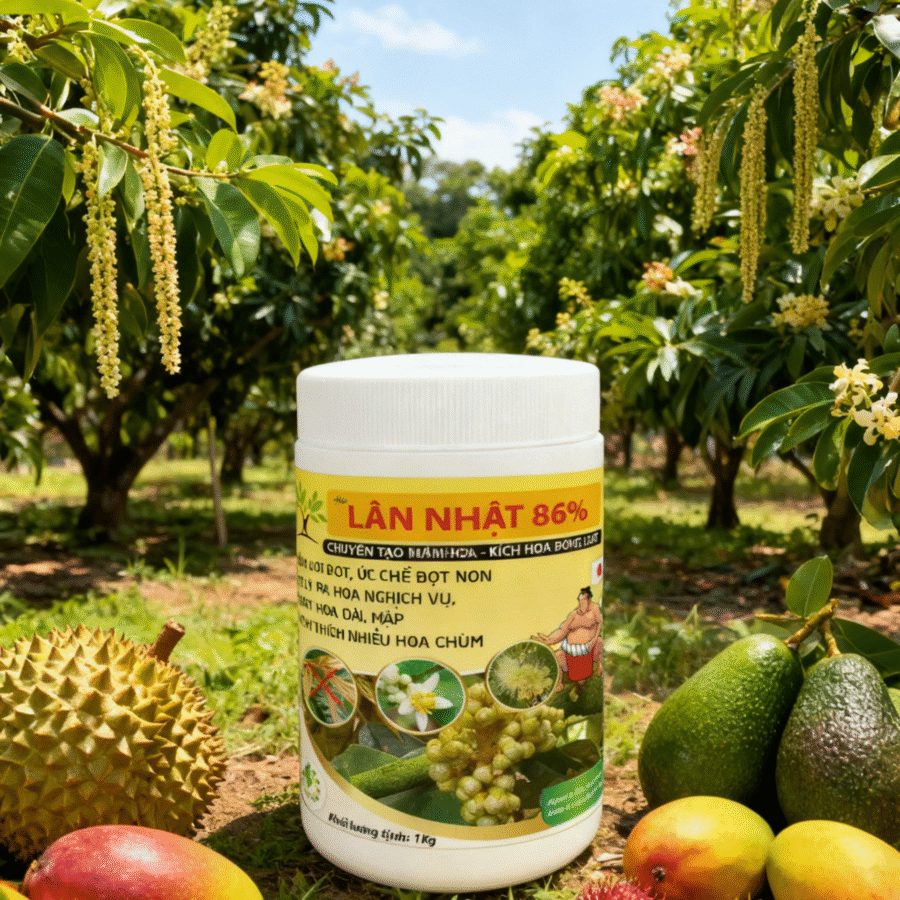 AI1 - Lân Nhật 86%