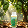 AI1 - Nutri Lớn Trái (FC)