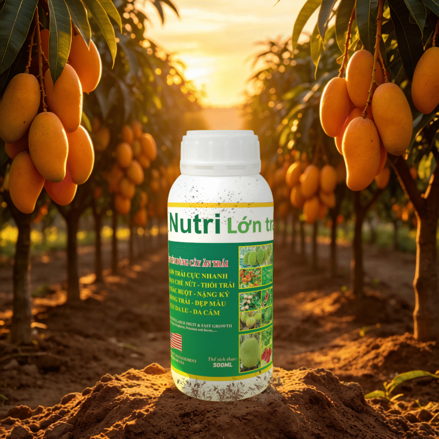 AI3 - Nutri Lớn Trái (FC)