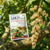 AI1 - MKP 0-52-34 (FC)